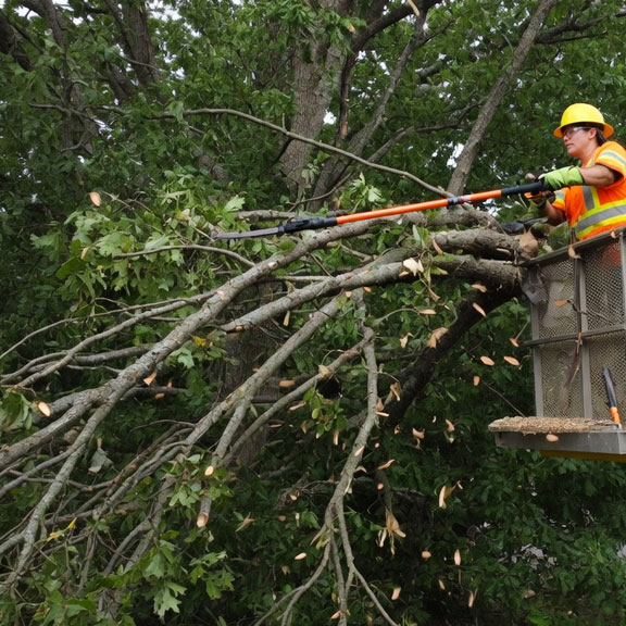 tree trimming services Evansville Tree Service Owensboro Hopkinsville Newburgh